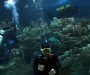 Ashrita Furman Juggles With Sharks
