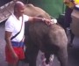 Ein Elefant wird gehoben